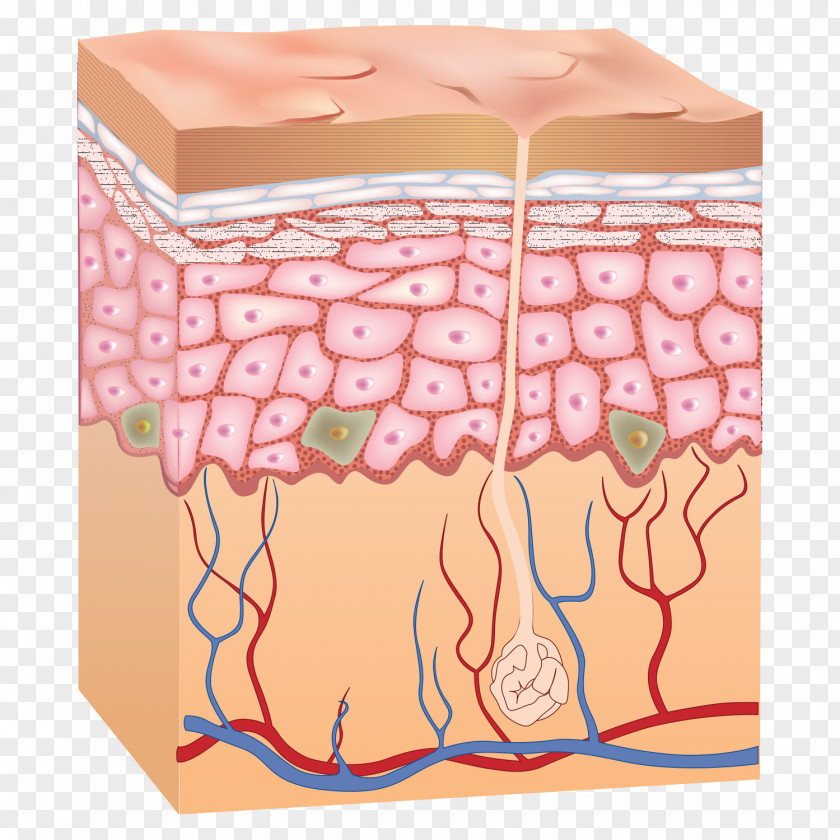 Skin Epidermis Human Anatomy PNG