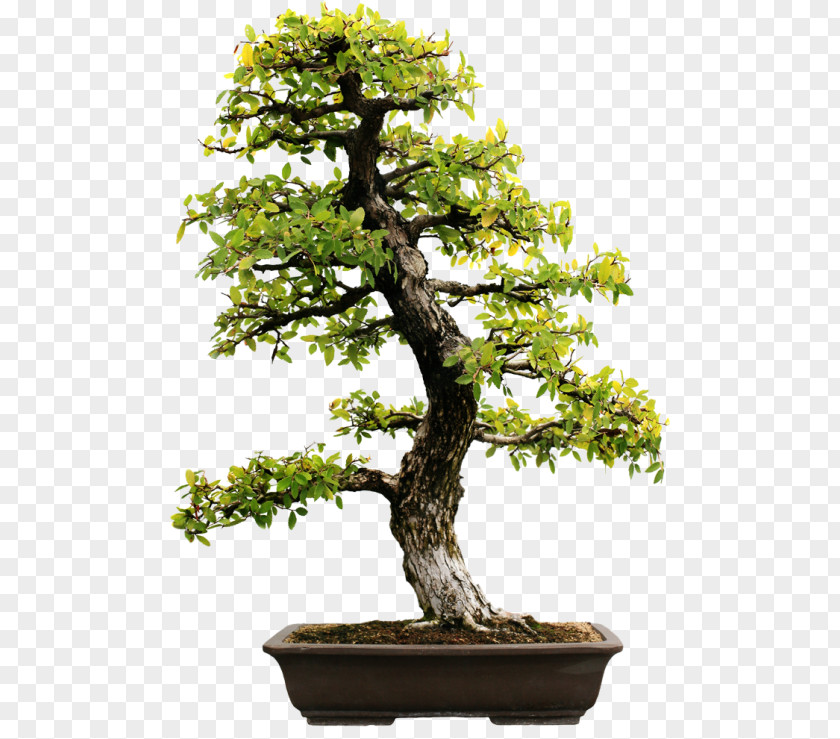 Tree Bonsai Evergreen Stock Photography Carmona Retusa PNG