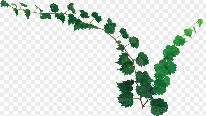 Vines Hanging Leaf Plants Plant Stem Clip Art PNG