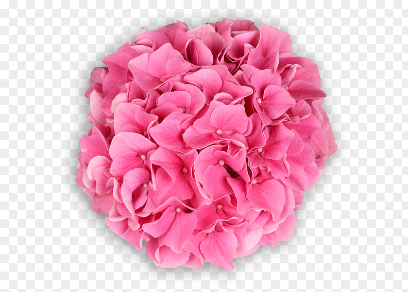 Flower Garden Roses Cabbage Rose Hydrangea Cut Flowers PNG