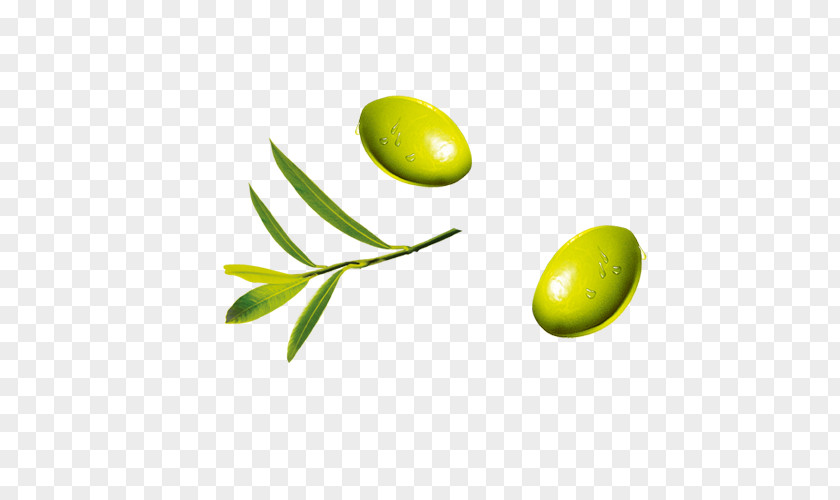 Olive Leaf Fruit PNG