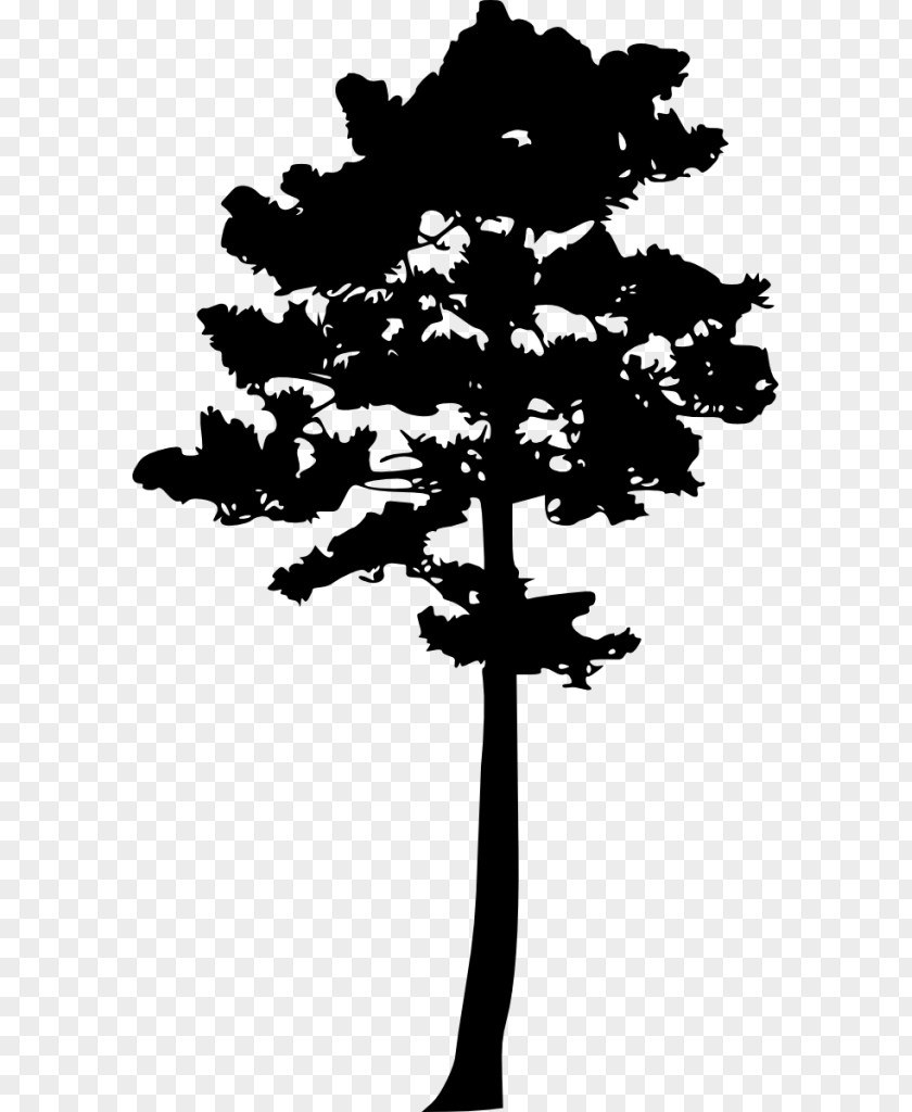 Pine Tree Woody Plant PNG