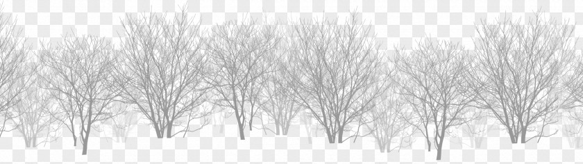 Snow Bifurcated Dead Tree Forest White Black PNG