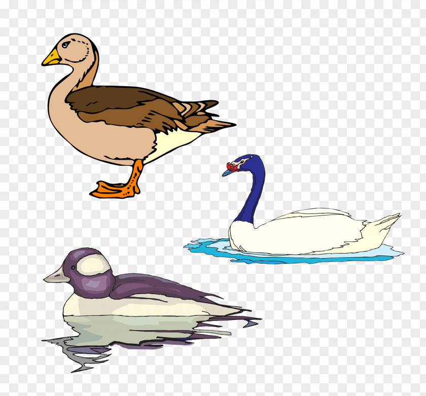 Swan Ducks Animal Biotechnology Big And Small Animals Clip Art PNG