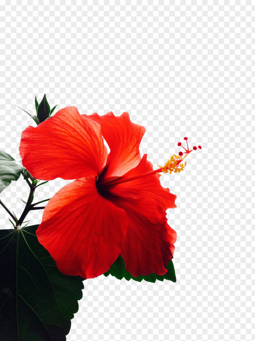 Floral Decoration Shoeblackplant Mallows Common Hibiscus Red Flower PNG