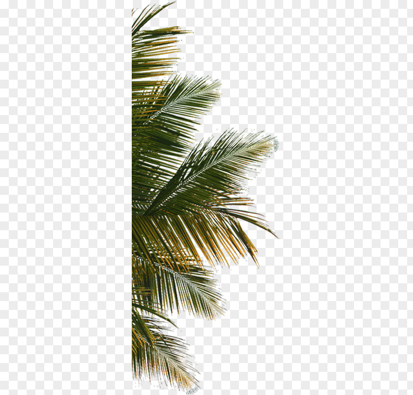 Palm Leaves PNG leaves clipart PNG
