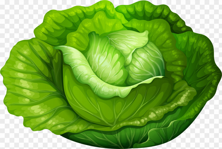 Romaine Lettuce Plant Cabbage Leaf Green Vegetable PNG