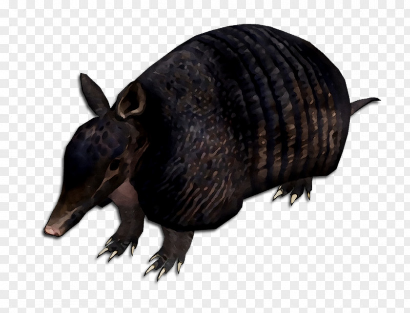 Armadillo Fauna Terrestrial Animal Snout PNG