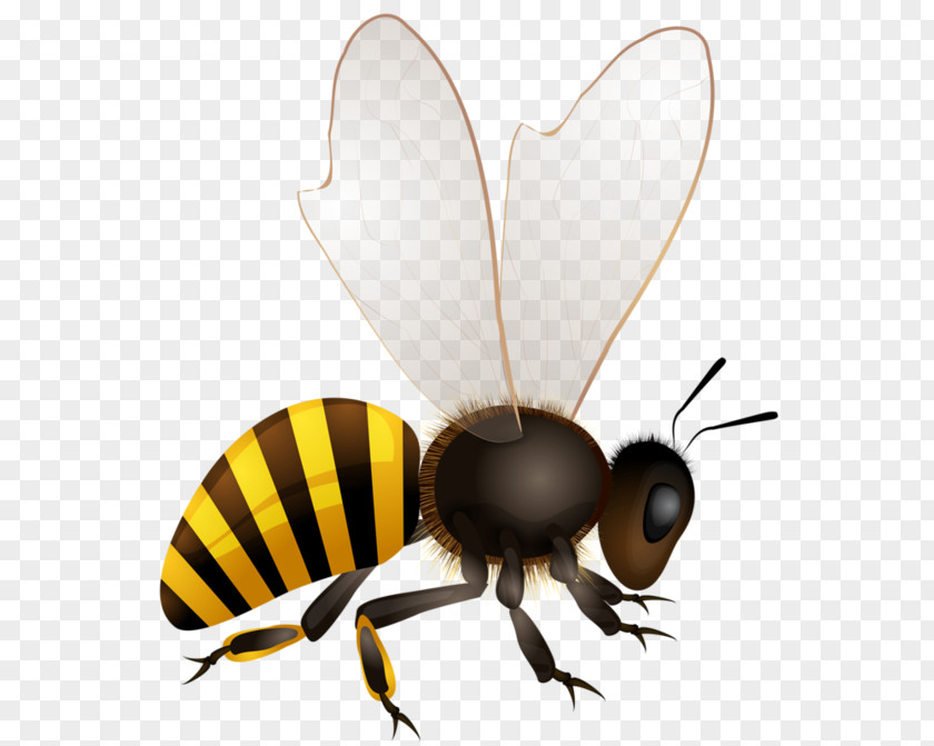 Bee Honey Insect PNG