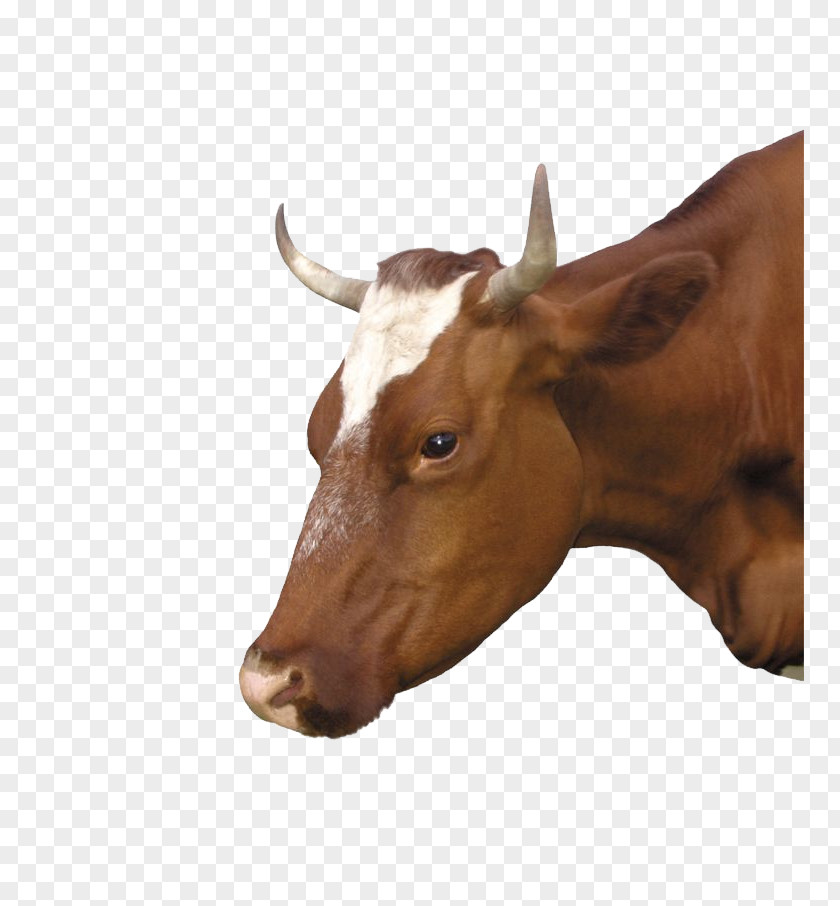 Bull Calf Dairy Cattle Ox Eid Al-Adha Bayram PNG