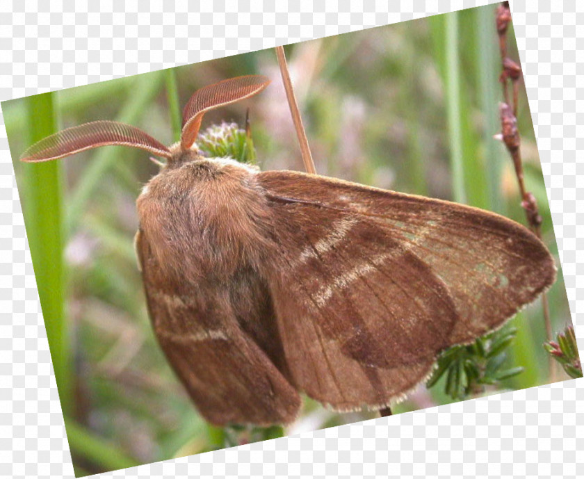 Butterfly Brush-footed Butterflies Fox Moth Night PNG