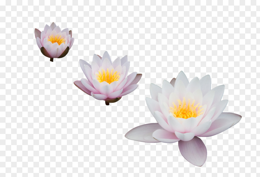 Flower Nelumbo Nucifera Egyptian Lotus Clip Art PNG