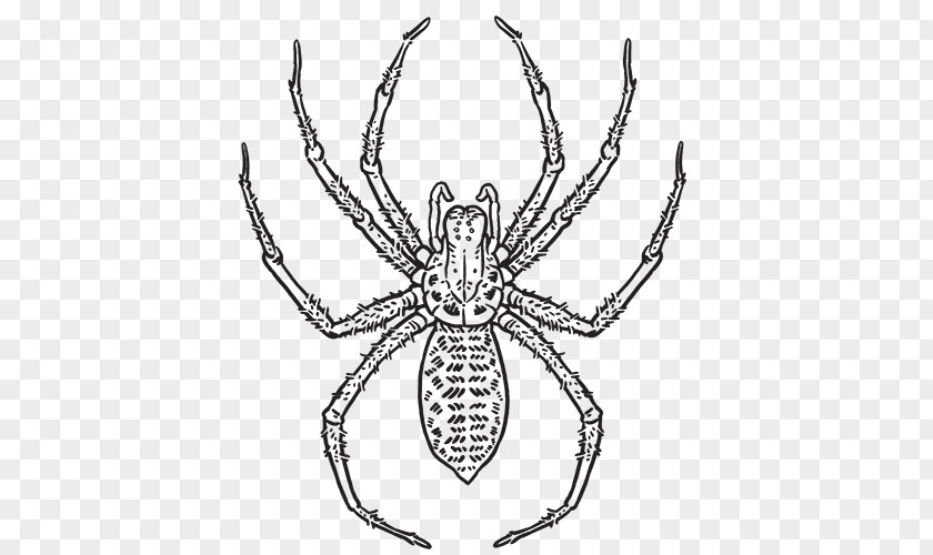 Spider Hobo Web Southern Black Widow Tegenaria Domestica PNG