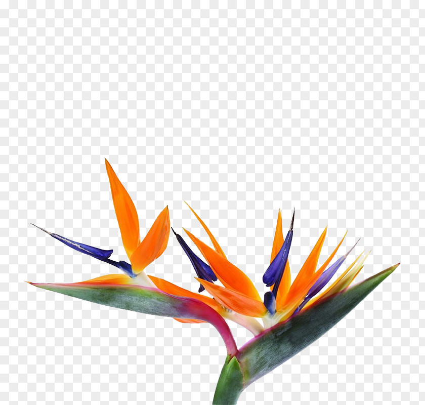 Unique Shape Bouquet Strelitzia Reginae Bird-of-paradise Flower Seed PNG