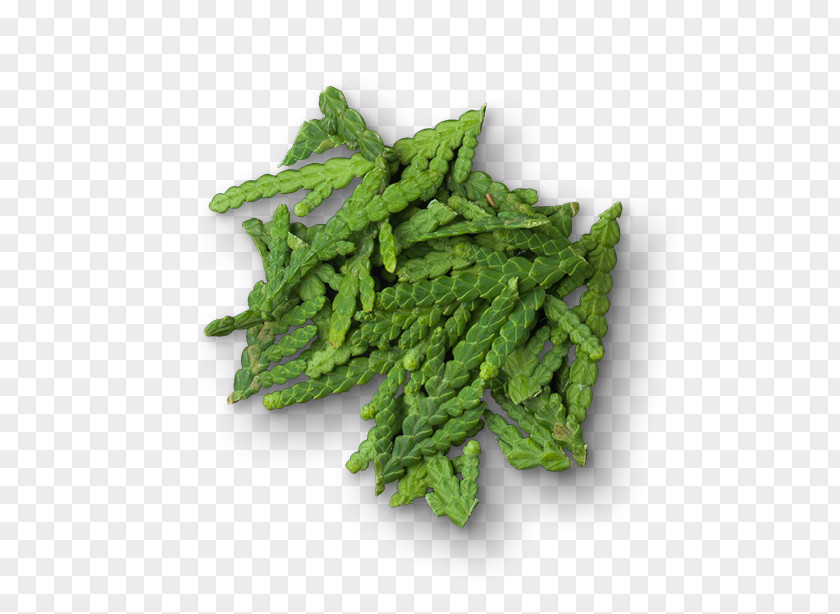 Vegetable Leaf Caesar Salad Coriander Food PNG