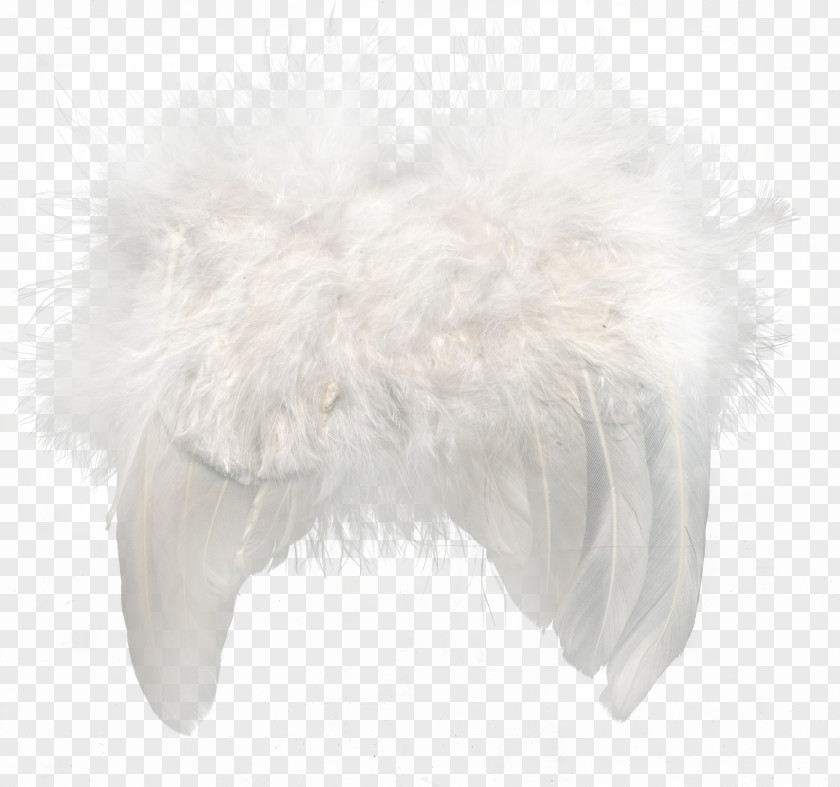 White Feathers Fur Feather Snout PNG
