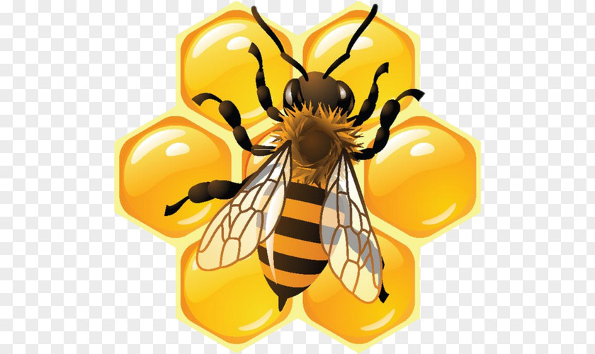 Bee Honey Honeycomb Food PNG