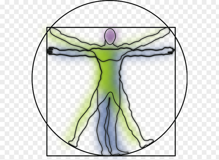 Leonardo Da Vinci Vitruvian Man Art Clip PNG