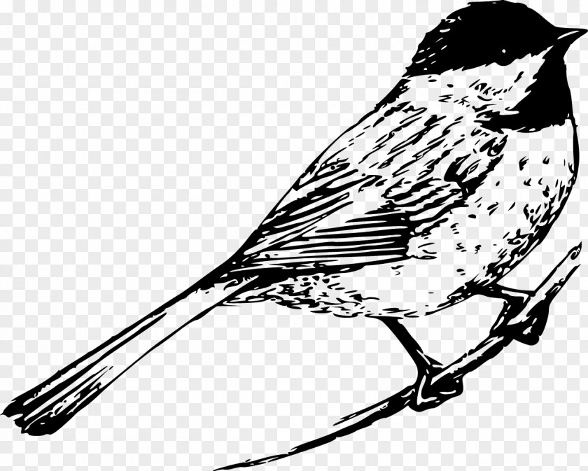 Vector Sparrow Bird Black-capped Chickadee Clip Art PNG