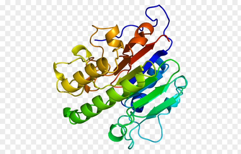 AP Endonuclease APEX1 Protein DNA-(apurinic Or Apyrimidinic Site) Lyase Gene PNG