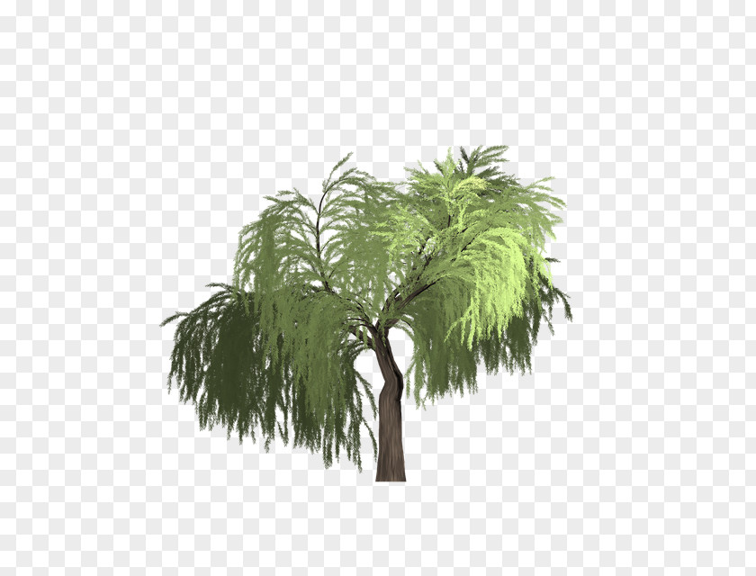 Attalea Speciosa Sabal Palmetto Date Tree Leaf PNG