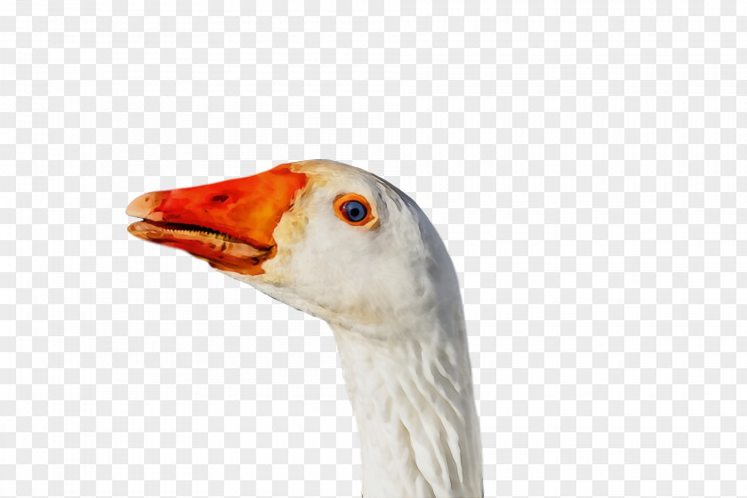 Beak Bird Goose Water Duck PNG