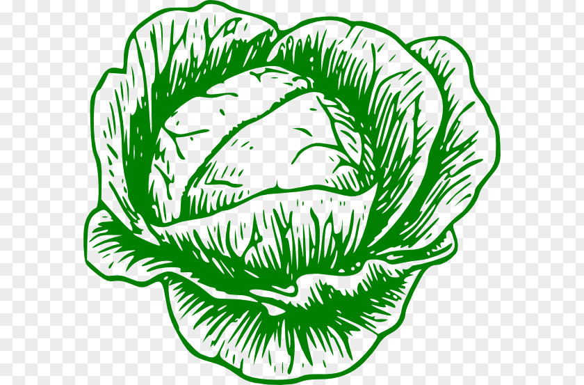 Cabbage White Vegetable Savoy Clip Art PNG