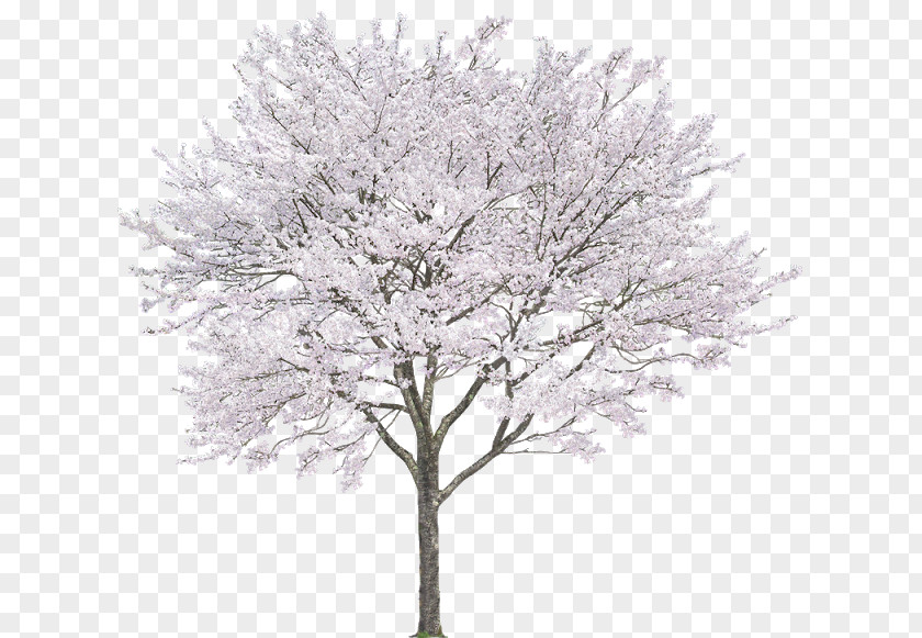 Cherry Leaf Tree Branch Drawing PNG