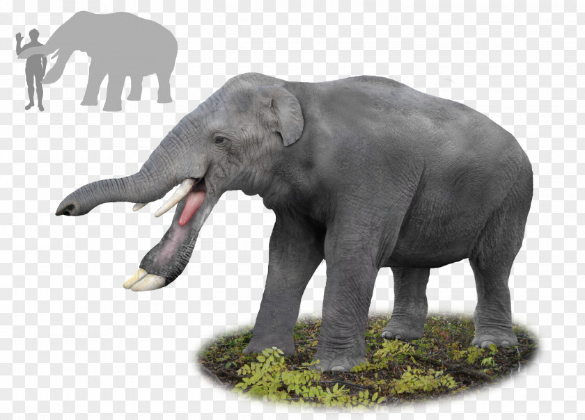 Household Size Platybelodon Gomphotherium Miocene Elephant Palaeomastodon PNG