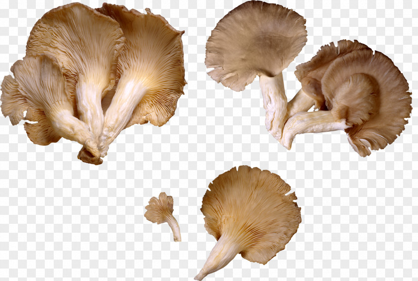 Mushroom Oyster Vegetable Fruit PNG