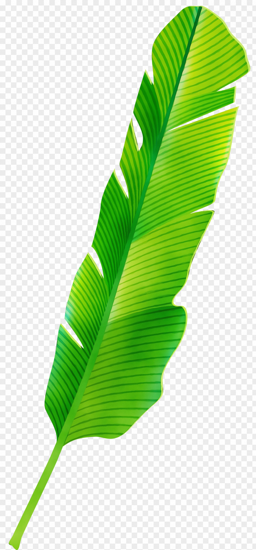 Plant Stem Banana Leaf PNG