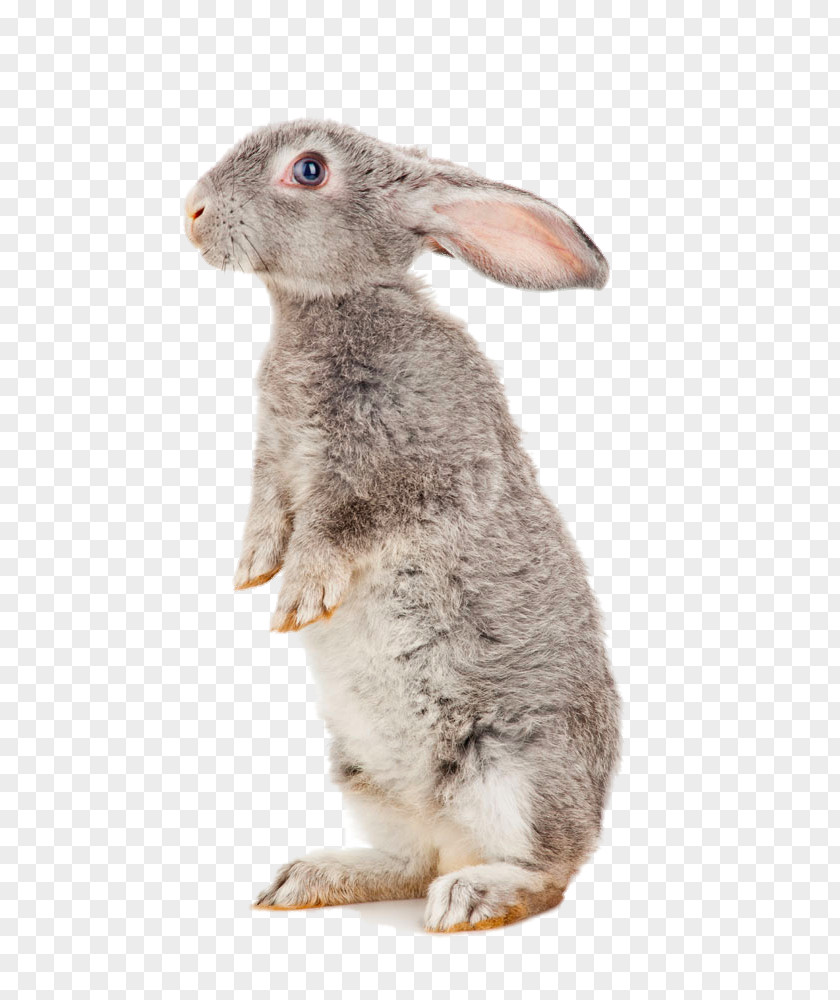 Standing Rabbit European Hare Havana Treaties Of Tilsit Domestic Battle Waterloo PNG