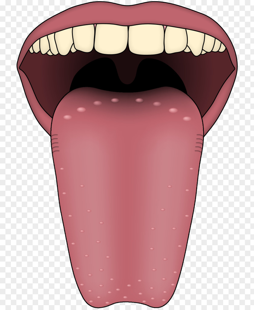Tasting Tongue Map Transient Lingual Papillitis Taste Bud PNG