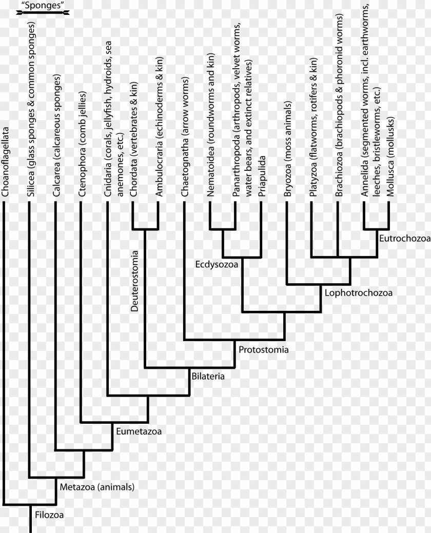 Tree Branches Cambrian Explosion Phylogenetic Ediacaran Biota Animal PNG