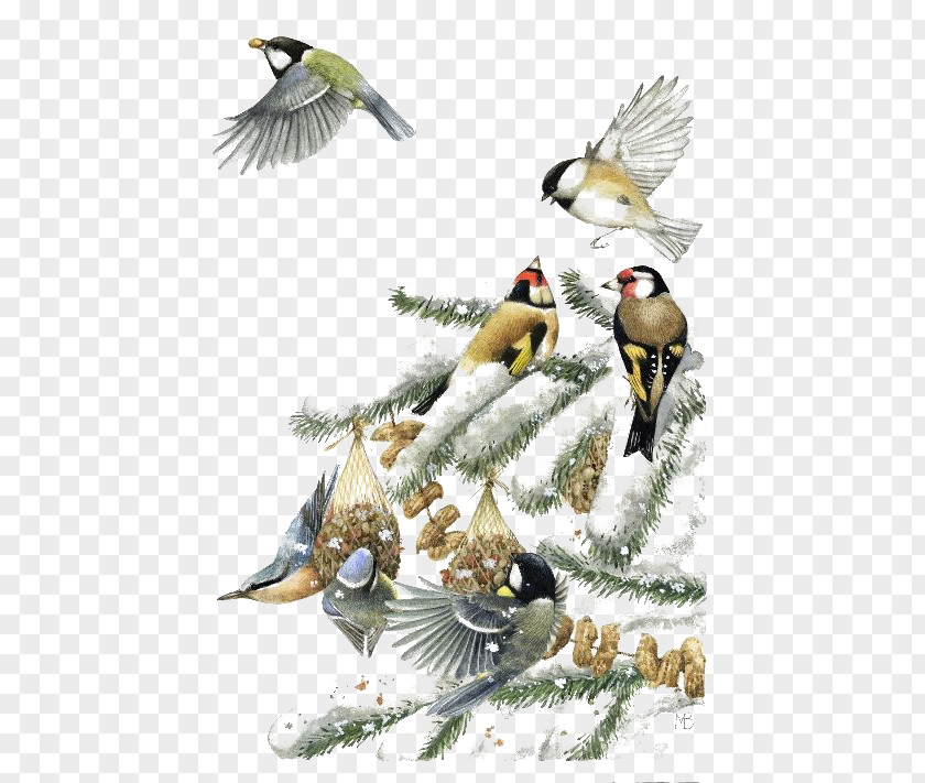 Winter Birds PNG