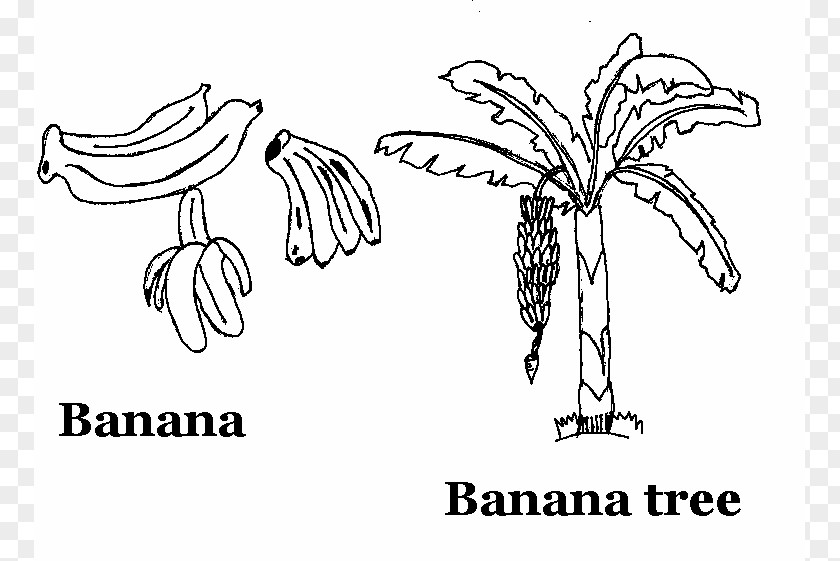 Banana Tree Drawing Split Coloring Book Fruit PNG