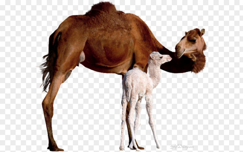 Child Bactrian Camel Dromedary Baby Camels Mother Infant PNG