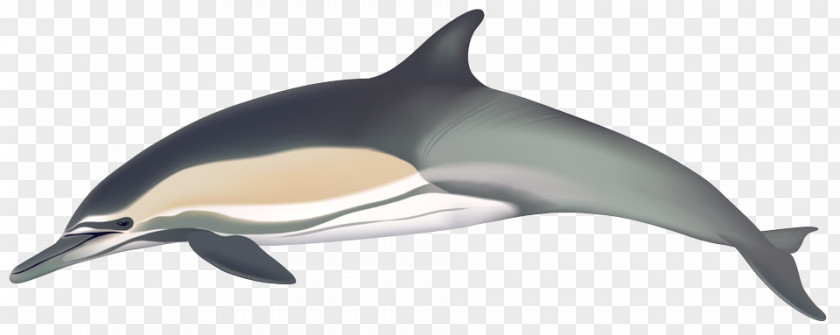 Dolphin Short-beaked Common White-beaked Bottlenose Long-beaked PNG