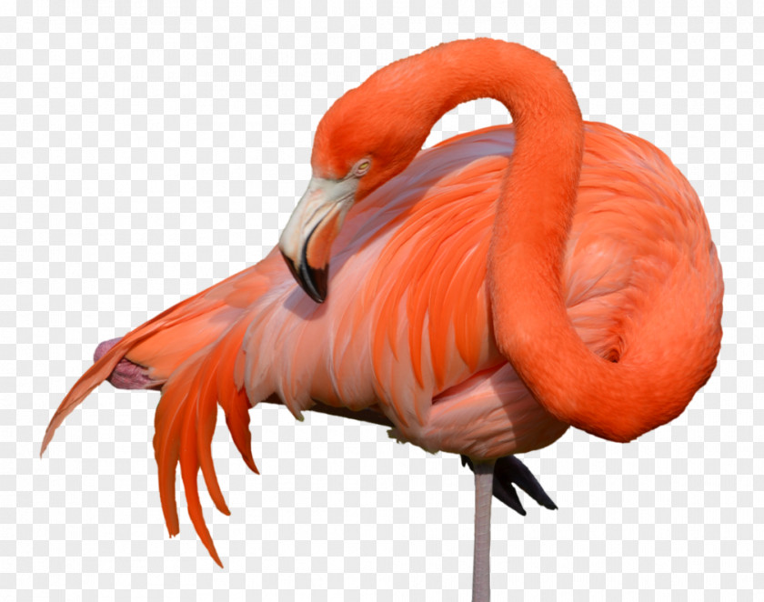 Flamingo Bird PNG