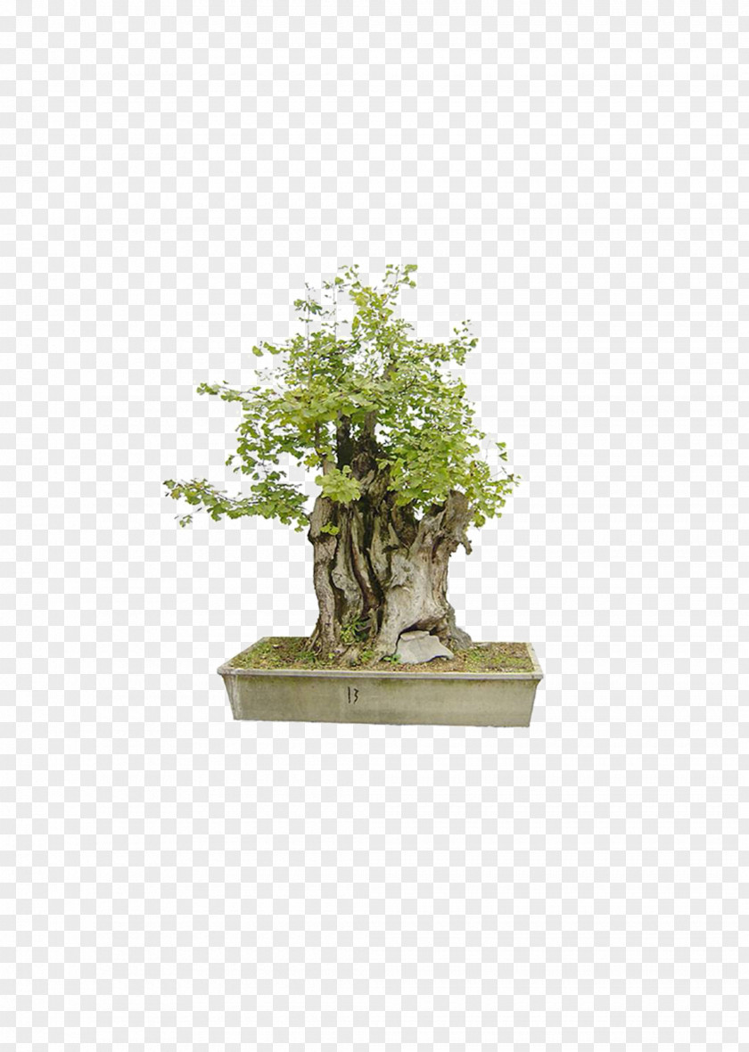 Flowers,Bonsai,plant,flower,tree PNG