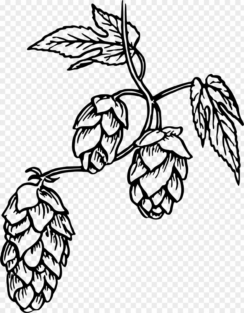 Hops Sketch Beer Clip Art Drawing PNG