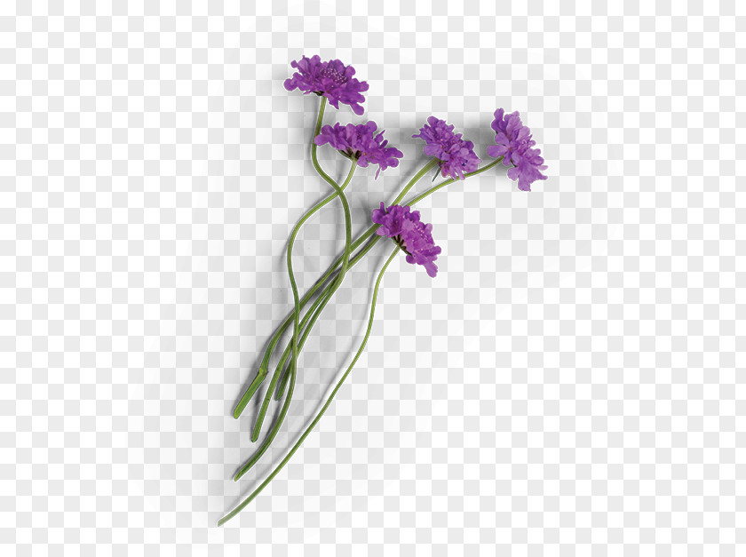 Lavender Bouquet Cut Flowers Plant Sioux Honey Association Cooperative PNG
