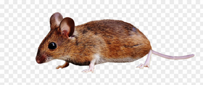 Mouse Brown Rat Rodent Rats And Mice Squirrel PNG