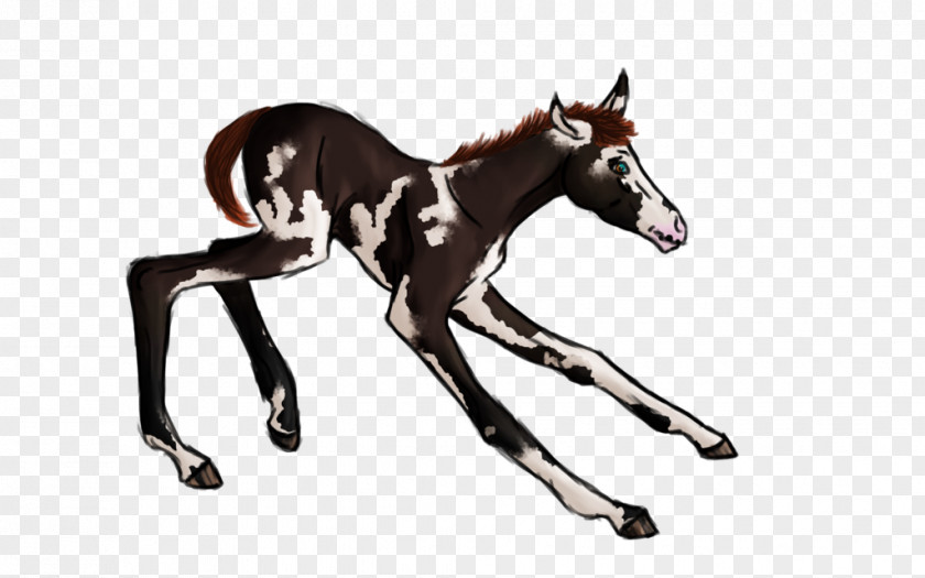 Mustang Foal Stallion Colt Mare PNG