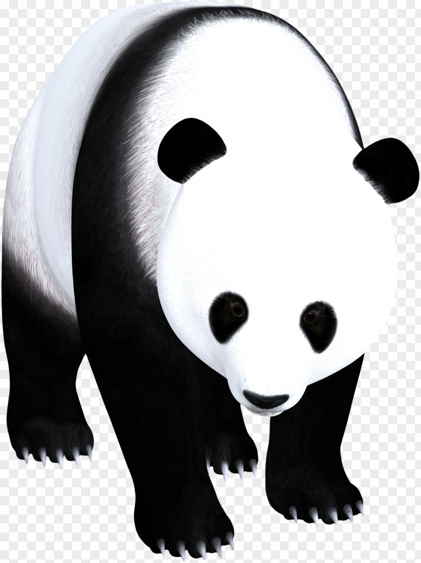 Panda Giant American Black Bear And White PNG