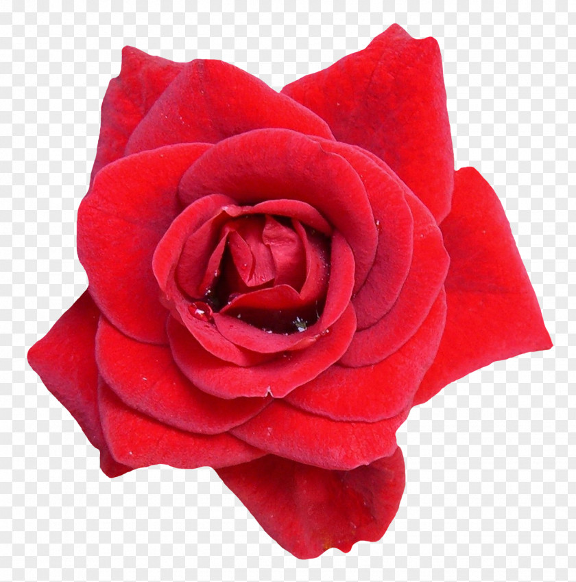 Red Rose Flower Oil Clip Art PNG