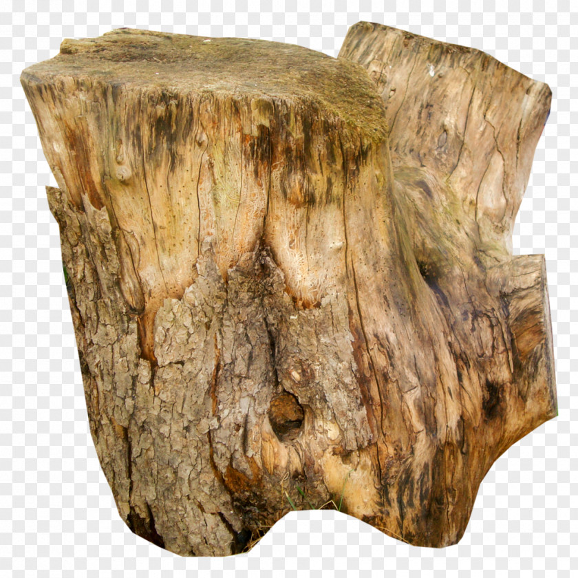 Tree Trunk Stump Wood PNG