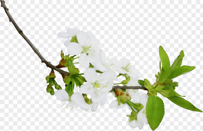 Flower Branch Plant Twig Leaf PNG