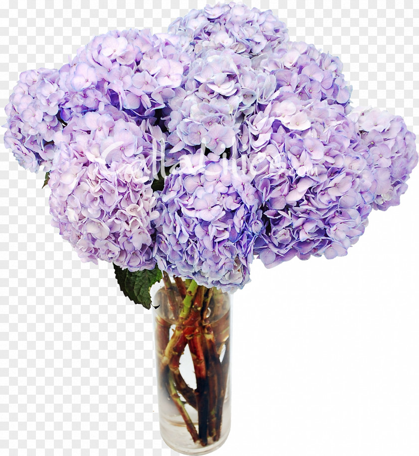 Lavender Hydrangea Cut Flowers Plant PNG