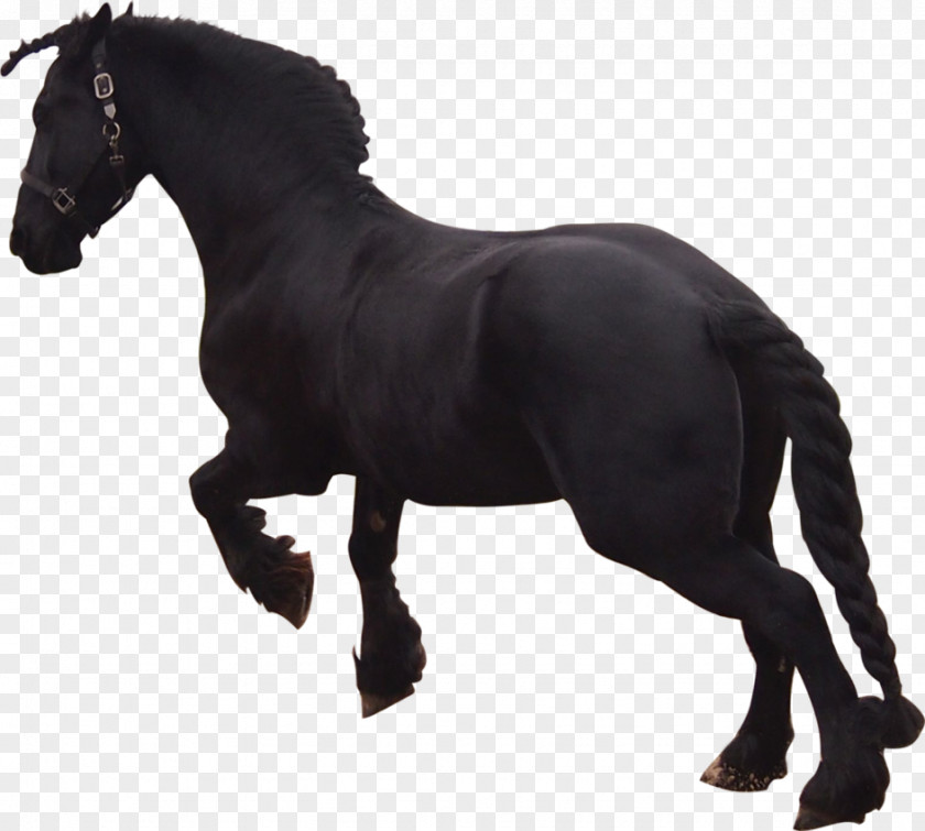 Mustang Friesian Horse Stallion Pony Black PNG